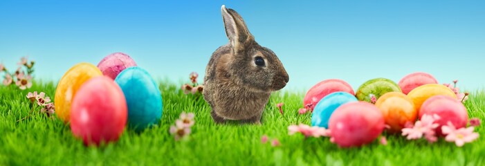 Bunte Ostereier zu Ostern als Panorama Header