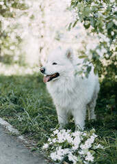 Obraz premium close-up portrait in profile white proud confident happy cute fluffy adorable big dog pet Samoyed animal looking into the distance resting posing with open mouth with tongue, selective focus 