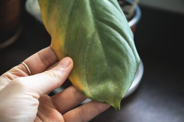 Overwatered plant with yellowing leaves causeur of root rot. Houseplant disease concept.
