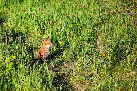 Cute baby red fox sitting in a vibrant green field on a warm sunny day.
