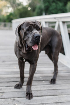 blue neo mastiff standing on bridge