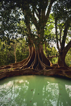 beautiful tree with big roots