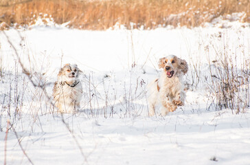 Two dogs running and having fun outside in snow. Dog walk dogs playing during winter.