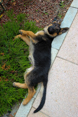 German Shepherd puppy lying on his favorite bush