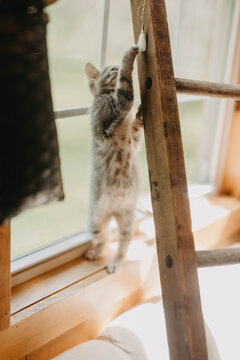 A playful kitten