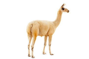 Closeup to lama animal isolated on white background 
