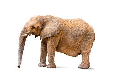 Fototapeta na wymiar Closeup to female elephant animal isolated on white background