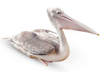 Closeup to pelican bird isolated on white background