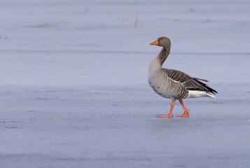 Greylag goose or graylag goose (Anser anser).