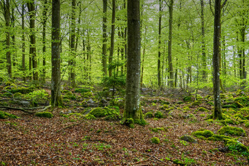 Obraz premium forest in the morning