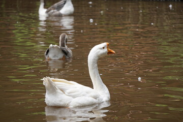brazilian farm animals