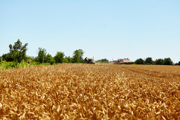 Combine harvester in action on wheat field. Process of gathering a ripe crop.