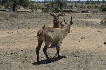 Antelope looking at itself
