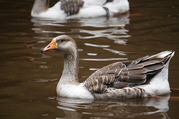 brazilian farm animals