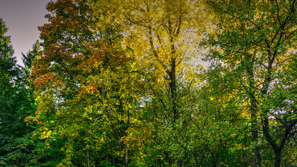 grass in the forest