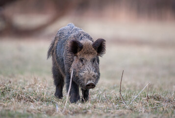 Wil boar walking in forest