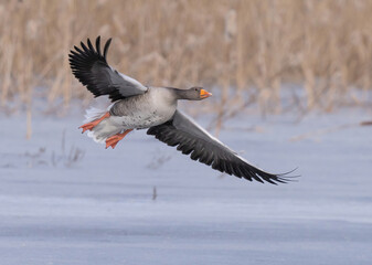Greylag goose or graylag goose (Anser anser).