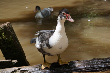 brazilian farm animals