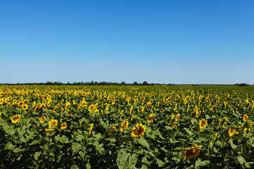 Fototapeta na wymiar Sunflower field nature scene. Sunflowers. Sunflower field landscape. Sunflower field view