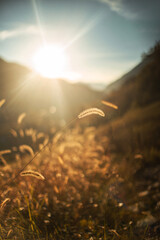 Sunset through ears of wheat