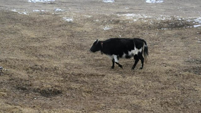 A yak or dzo walking in the highland pastures in the Himalaya Mountains.