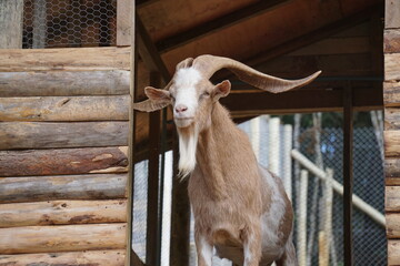 brazilian farm animals