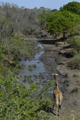 Giraffe in the savanna