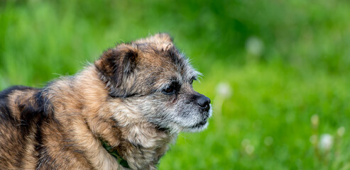 Old mongrel dog. Brown mixed breed dog portrait outdoors in summer.