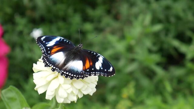 Beautiful butterflies perch on beautiful white flower in the garden.