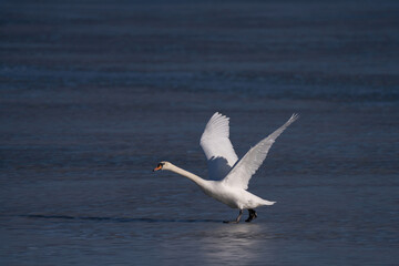Fototapeta na wymiar Mute swan starts its escape from a frozen lake in Sweden.