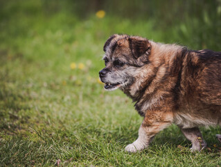 Old mongrel dog. Brown mixed breed dog portrait outdoors in summer.