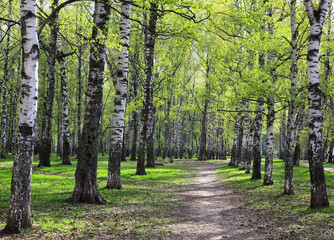 The first May spring greenery in a birch park