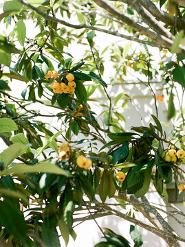 Loquats on Film