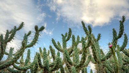 Cactus plant in the Tabernas desert Spain