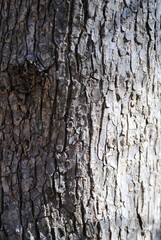 Fototapeta premium Crackling texture of tree bark