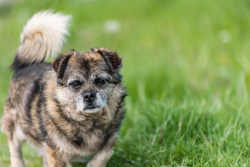 Old mongrel dog. Brown mixed breed dog portrait outdoors in summer.