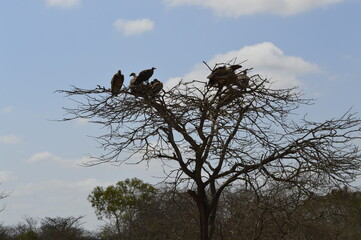 Dry tree with birds