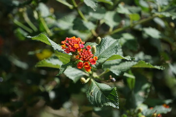 brazilian mountain nature