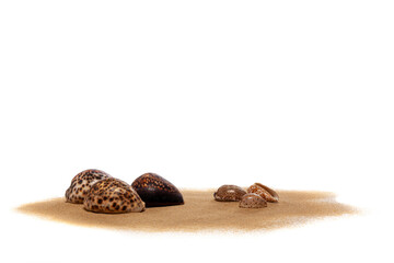 Groupe de beaux coquillages posés sur du sable fin isolé sur fond blanc - concept voyage vers des plages exotiques