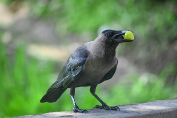 Black crow carry food in mouth