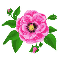 Flower Rosa canina isolated on white background. Hand drawing sketch. Vector pattern EPS10