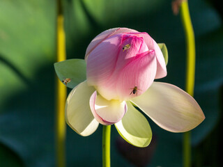 Spring, the time of lotus blooming in a pond, in Buddhism-a symbol of purity, Nelumbo nucifera, L;
