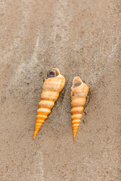 Shells on a beach in Goa, India