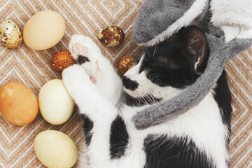 Cute cat in bunny ears lying with easter eggs on cozy yellow blanket, top view.Happy Easter hunt