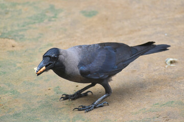 The crow bird, single grey crow close up image