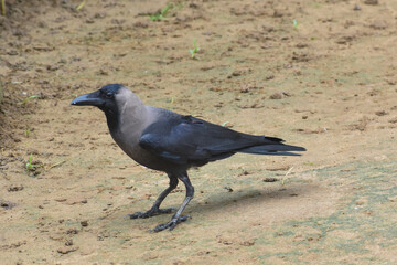The crow bird, single grey crow close up image