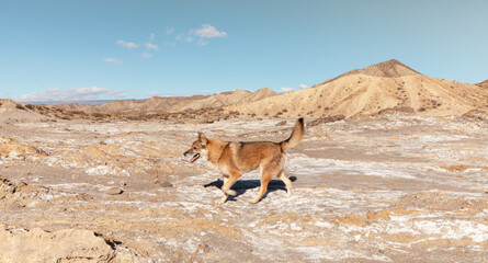 wild dog  in Las Salinas Geological Landscape in the Tabernas Desert Almeria Spain