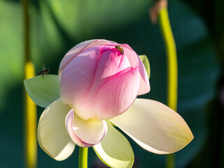 Spring, the time of lotus blooming in a pond, in Buddhism-a symbol of purity, Nelumbo nucifera, L;