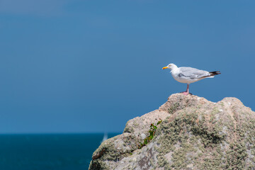 Seagull on a rock on blue sky background