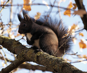 (Sciurus vulgaris) Écureuil d'Eurasie ou Écureuil roux au pelage hivernal brun-noir avec ses...